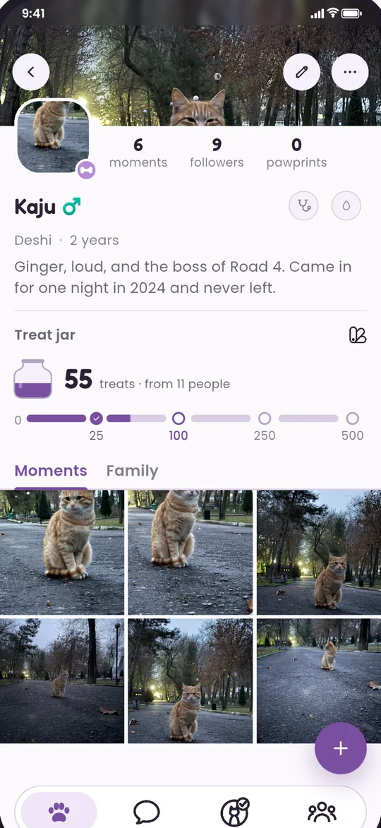 Kaju the cat's page